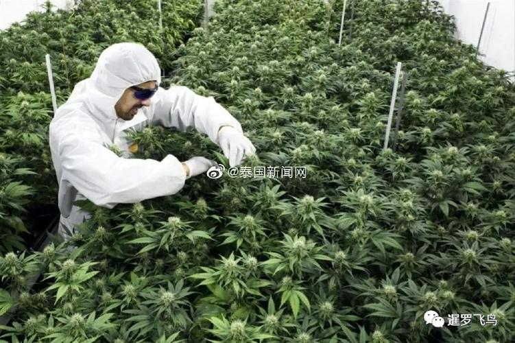 2025澳门今晚开奖结果和糖果检出大麻成分与