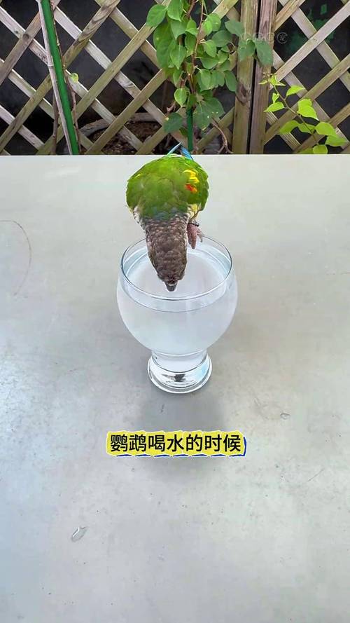 管家婆正版管家和鹦鹉开饮水器喝水与鹦鹉开饮水器喝水好吗