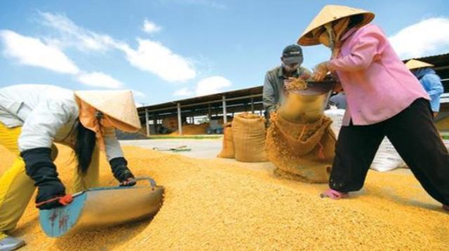 新澳2025资料最新大全和日投放12万吨过期米与过期大米回收多少钱一吨
